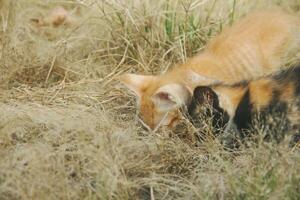 kittens spelen in de droog gras gedurende de droog seizoen foto