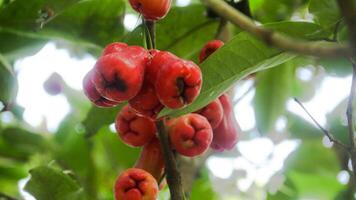 rijp string samsi water guava met een helder rood kleur en weelderig bladeren foto