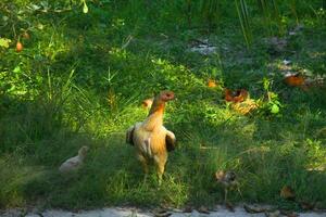 de kip en haar kuikens kijken voor natuurlijk voedsel in de groen gras foto