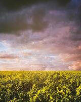 agrarisch veld- met jong groen maïs Aan een zonnig avond met dramatisch bewolkt lucht. wijnoogst film stijlvol. foto