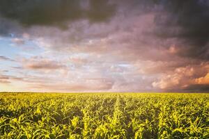 agrarisch veld- met jong groen maïs Aan een zonnig avond met dramatisch bewolkt lucht. wijnoogst film stijlvol. foto