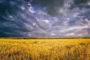 zonsondergang of dageraad in een rogge of tarwe veld- met een dramatisch bewolkt lucht gedurende zomer. esthetiek van wijnoogst film. foto