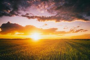 zonsondergang of dageraad in een rogge of tarwe veld- met een dramatisch bewolkt lucht gedurende zomer. esthetiek van wijnoogst film. foto