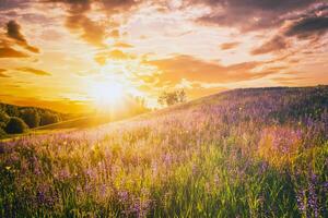 zonsondergang of zonsopkomst Aan een veld- met wild lupines en wilde bloemen en dramatisch bewolkt lucht in zomer. wijnoogst film stijlvol. foto