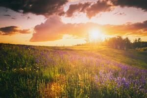 zonsondergang of zonsopkomst Aan een veld- met wild lupines en wilde bloemen en dramatisch bewolkt lucht in zomer. wijnoogst film stijlvol. foto