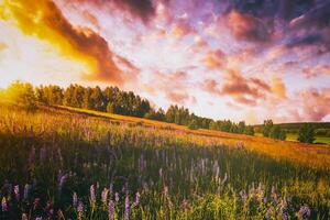 zonsondergang of zonsopkomst Aan een veld- met wild lupines en wilde bloemen en dramatisch bewolkt lucht in zomer. wijnoogst film stijlvol. foto
