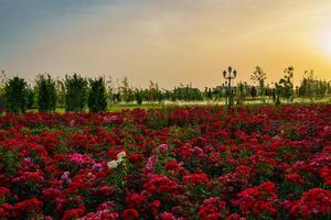 stad park in vroeg zomer of voorjaar met rood bloeiend rozen Aan een voorgrond en bewolkt lucht Aan een zonsondergang of zonsopkomst Bij zomer. foto