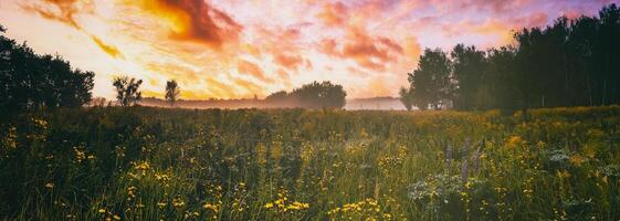 schemering Aan een veld- gedekt met wild bloemen in een zomer seizoen met mist en bomen Aan een achtergrond in ochtend. wijnoogst film stijlvol. foto