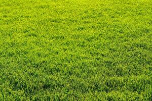 structuur van groen gras Aan de gazon. natuurlijk abstract achtergrond. foto
