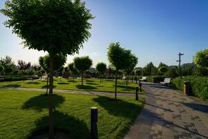 zonsondergang of dageraad in een park met besnoeiing bomen, bestrating en groen gazons. foto