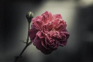 roze bloemen in het ontwerp van natuurlijke donkere tinten. foto