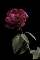 roze bloemen in het ontwerp van natuurlijke donkere tinten. foto