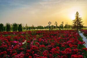 stad park in vroeg zomer of voorjaar met rood bloeiend rozen Aan een voorgrond en bewolkt lucht Aan een zonsondergang of zonsopkomst Bij zomer. foto