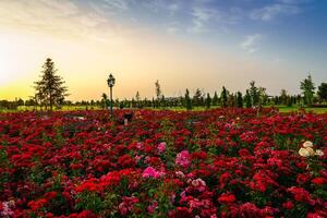 stad park in vroeg zomer of voorjaar met rood bloeiend rozen Aan een voorgrond en bewolkt lucht Aan een zonsondergang of zonsopkomst Bij zomer. foto