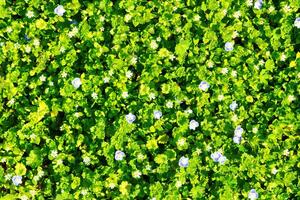 patroon van klein voorjaar wilde bloemen verlichte door de zon. natuurlijk achtergrond. foto