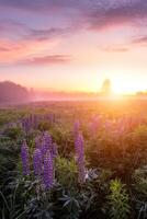 schemering Aan een veld- gedekt met bloeiend lupines in voorjaar of vroeg zomer seizoen met mist. foto