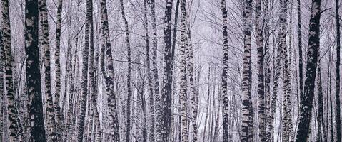 berk bosje na een sneeuwval Aan een winter dag. berk takken gedekt met sneeuw. wijnoogst film stijlvol. foto