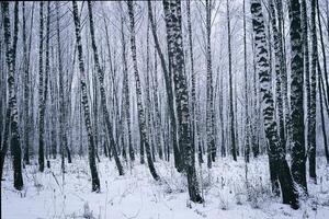 berk bosje na een sneeuwval Aan een winter dag. berk takken gedekt met sneeuw. wijnoogst film stijlvol. foto