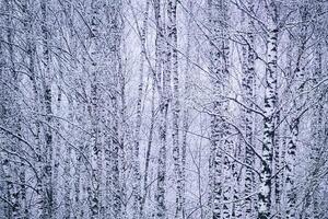 berk bosje na een sneeuwval Aan een winter dag. berk takken gedekt met sneeuw. wijnoogst film stijlvol. foto