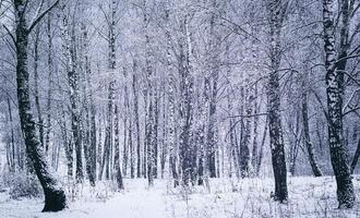 berk bosje na een sneeuwval Aan een winter dag. berk takken gedekt met sneeuw. wijnoogst film stijlvol. foto