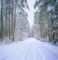 auto- weg door een pijnboom winter Woud gedekt met sneeuw Aan een bewolkt dag. wijnoogst film stijlvol. foto