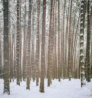 sneeuwval in een pijnboom Woud Aan een winter bewolkt dag. pijnboom boomstammen gedekt met sneeuw. wijnoogst film stijlvol. foto