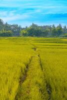 pad van rijst- veld- foto