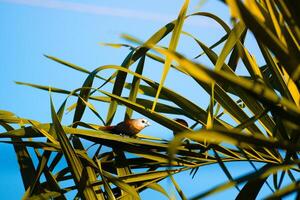 stiekem naar krijgen in naar de nest foto