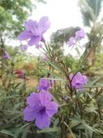 paars bloem dreunend in tuin Aan natuur foto