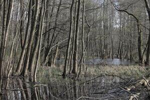 natuur achtergrond foto