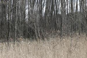 natuur achtergrond foto