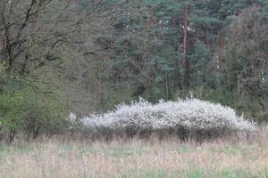 natuur achtergrond foto