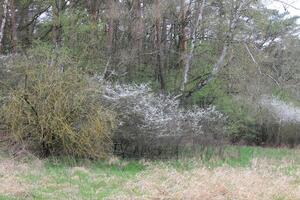 natuur achtergrond foto