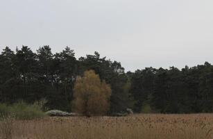 natuur achtergrond foto