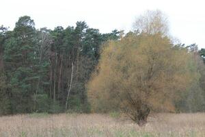 natuur achtergrond foto