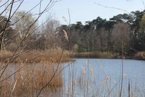 natuur achtergrond foto