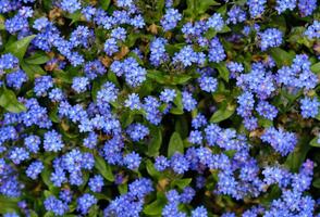 bloemen achtergrond van klein blauw vergeet-mij-nietjes bloemen. glade van blauw bloemen. weide bloem vergeet-mij-nietjes. groet kaart banier, moeder dag kaart, vrouwen dag, verjaardag, Pasen. botanisch selectie foto