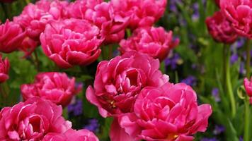 voorjaar bloemen spandoek. roze bloeiend tulpen in veld. roze bloemblaadjes en groen bladeren van bloeiend bloemen. groet kaart banier, moeder dag kaart, vrouwen dag, verjaardag, Pasen. botanisch selectie foto