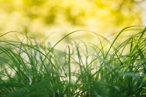 voorjaar of zomer en abstract natuur achtergrond met gras veld. achtergrond met groen gras veld- en bokeh licht. zomer achtergrond. foto