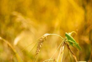 groen sprinkhanen verslinden een groot gerst. insect plaag. plaag concept in landbouw foto