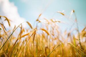 verbazingwekkend landbouw zonsondergang landschap.groei natuur oogst. tarwe veld- natuurlijk Product. oren van gouden tarwe dichtbij omhoog. landelijk tafereel onder zonlicht. zomer achtergrond van rijpen oren van landschap foto