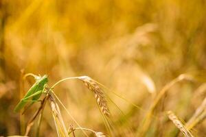 groen sprinkhanen verslinden een groot gerst. insect plaag. plaag concept in landbouw. foto