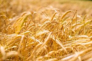 verbazingwekkend landbouw zonsondergang landschap.groei natuur oogst. tarwe veld- natuurlijk Product. oren van gouden tarwe dichtbij omhoog. landelijk tafereel onder zonlicht. zomer achtergrond van rijpen oren van landschap foto