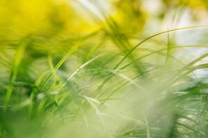 voorjaar of zomer en abstract natuur achtergrond met gras veld. achtergrond met groen gras veld- en bokeh licht. zomer achtergrond foto