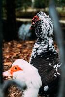 zwart huiselijk Barbarijse eend staand Aan een gras met geel herfst bladeren foto