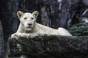 witte leeuw op de rots foto