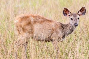 herten fawn staande in hoog gras. foto