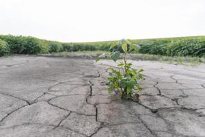 achtergrond met gebarsten bodem en soja veld. droogte in landbouw. top visie van droogte in soja veld- met gebarsten bodem foto