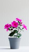 roze petunia's in grijs pot foto