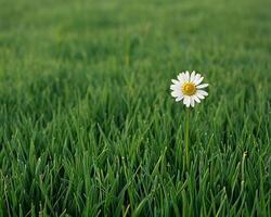 eenzaam madeliefje in weelderig groen veld- foto